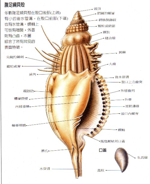 腹足綱