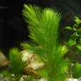 金魚藻(毛茛目金魚藻科植物)