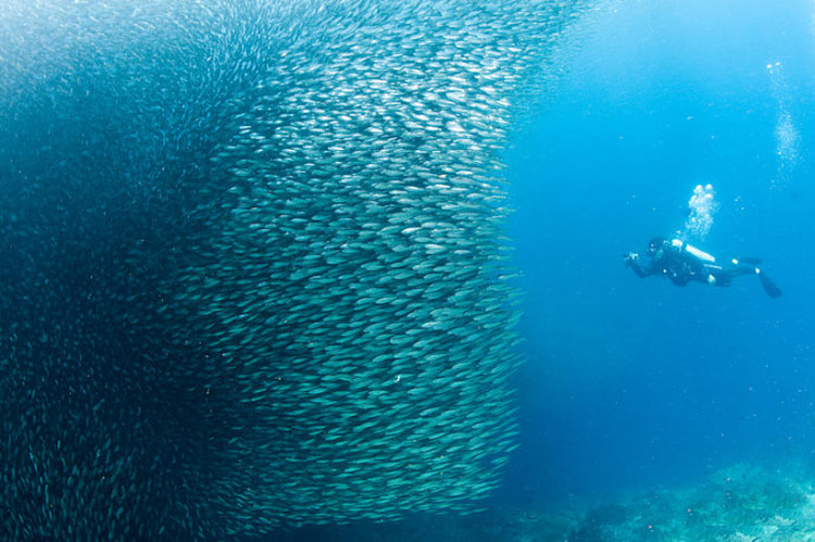 沙丁魚群