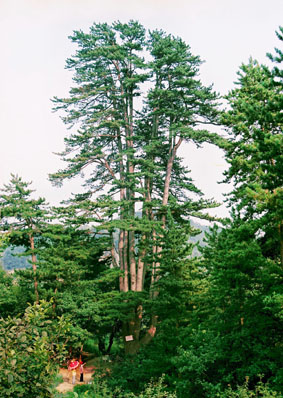 空靈山“九桿旗”