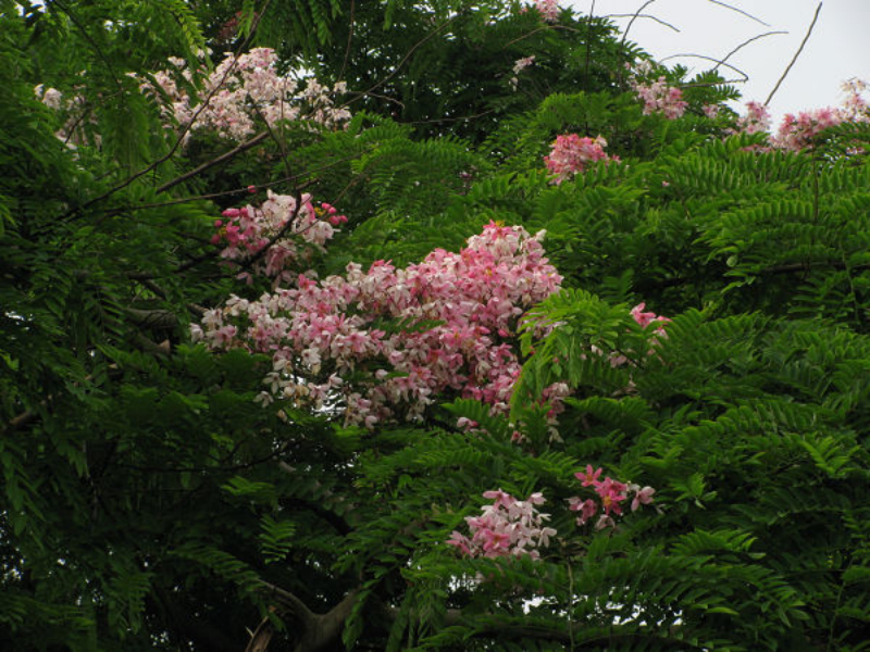 粉花山扁豆