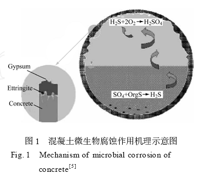 顯微鏡下微生物腐蝕機理