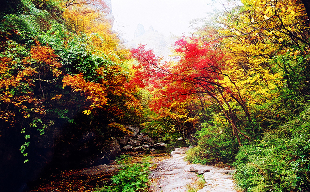 紅楓谷(堯山景區最佳秋景紅葉觀賞區)