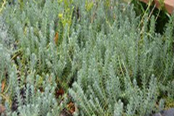 Sedum \x27Blue Spruce\x27