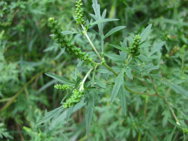 歸化植物