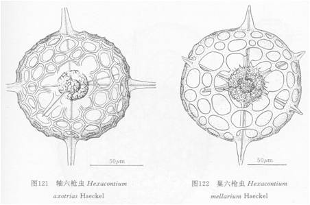 巢六槍蟲