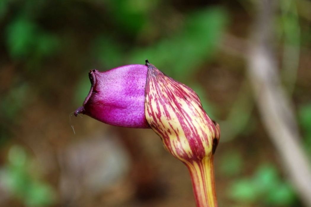 野菰(列當科野菰屬植物)