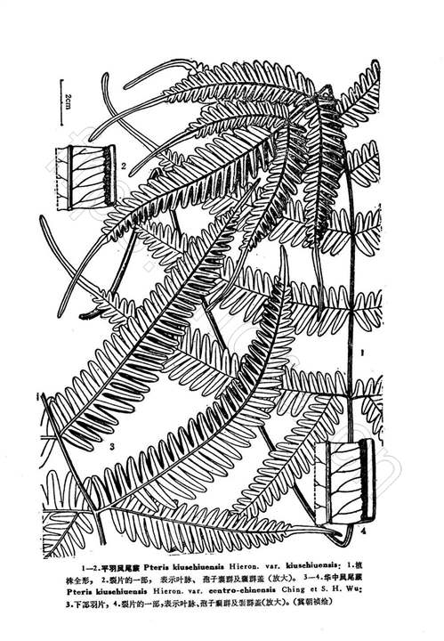 平羽鳳尾蕨（原變種）