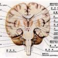 運動性言語中樞(布洛卡中樞)