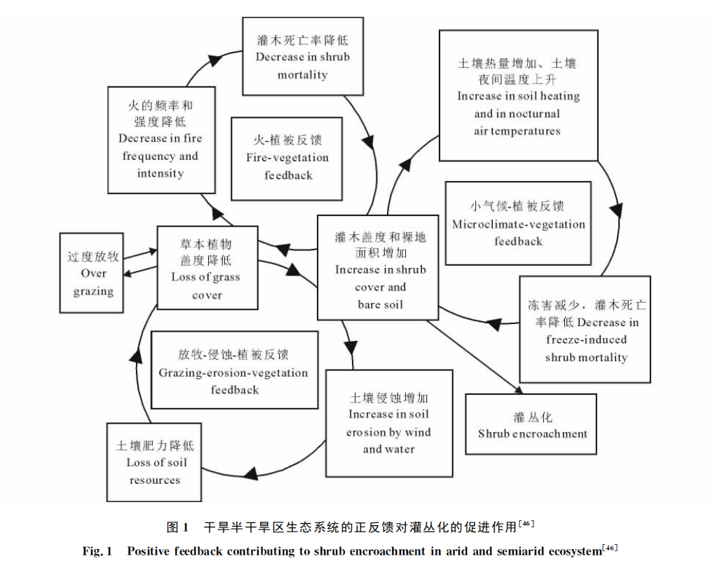 灌叢化