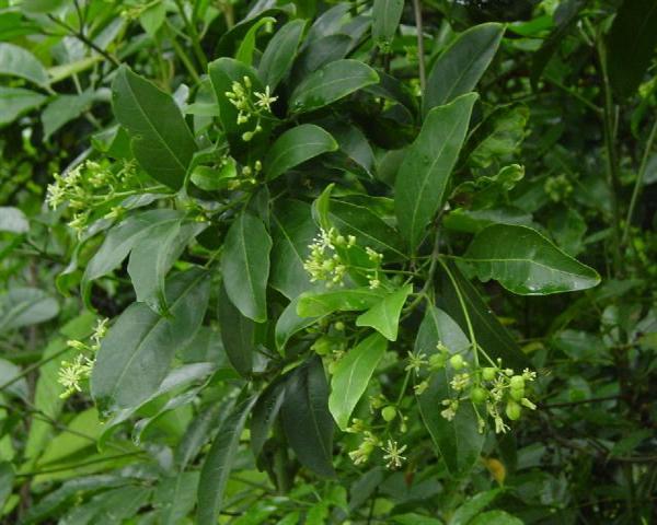 針邊硯殼花椒