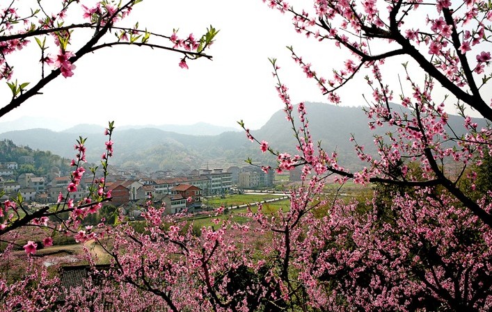 陽山畈村