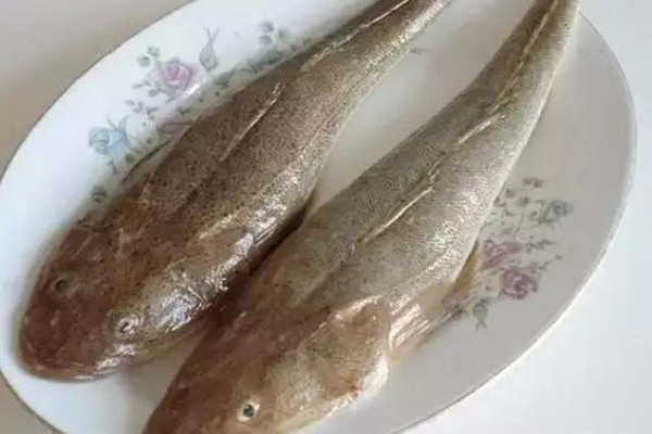 牛尾魚科