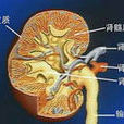 多發性骨髓瘤腎病