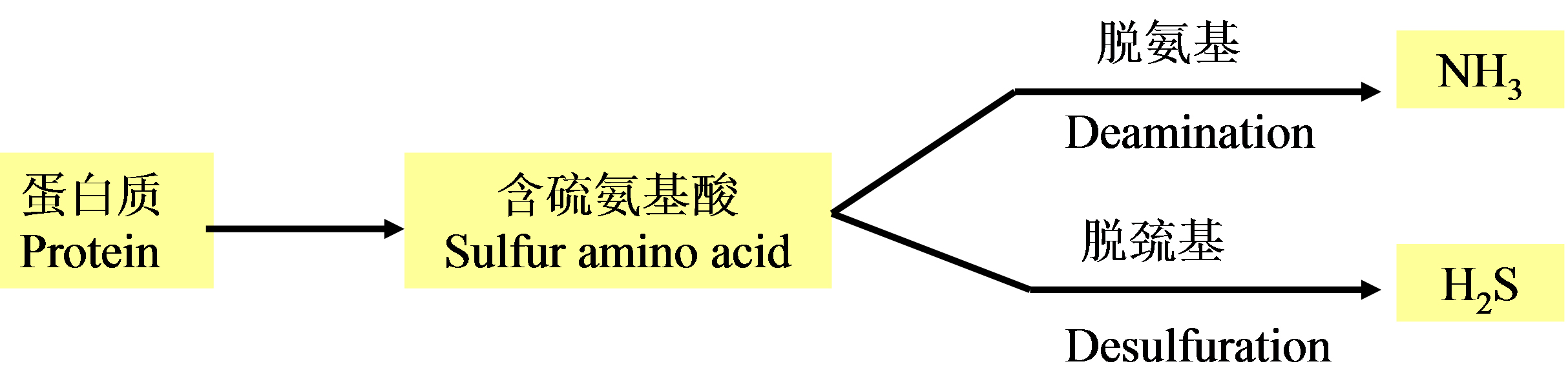 水中異味物質