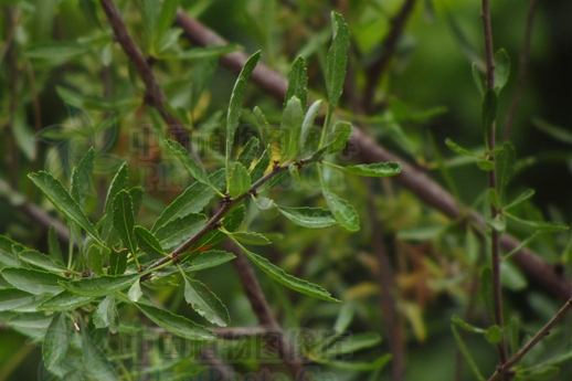 野扁桃布爾津群體2號