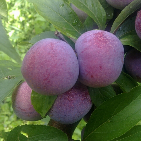 雲開1號三華李