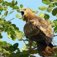 鳳頭蜂鷹