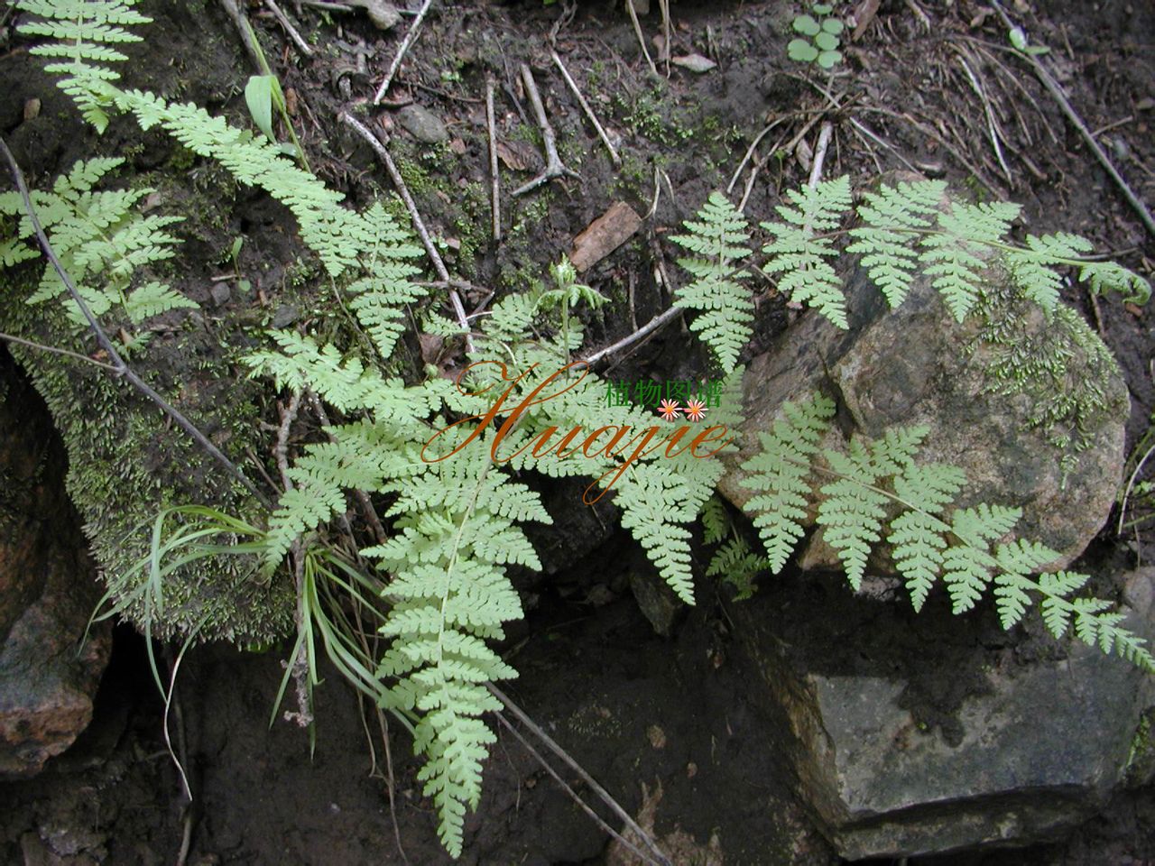 藻類植物門