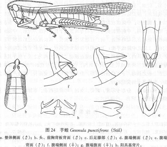 芋蝗