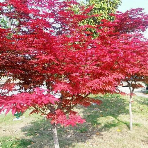 日本紅楓紅絲帶