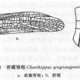 青藏雛蝗