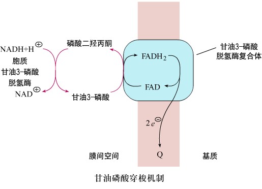 α-磷酸甘油穿梭