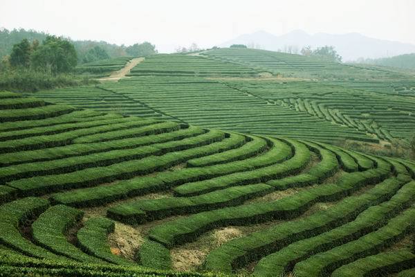 茶園河村