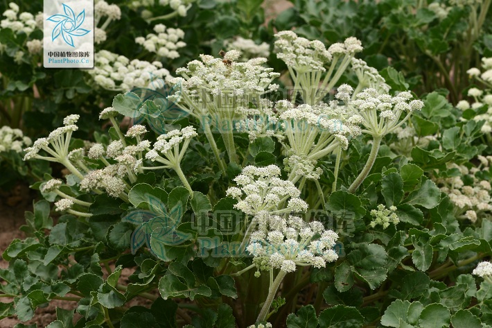 牛尾獨活(芹亞科植物的一種)