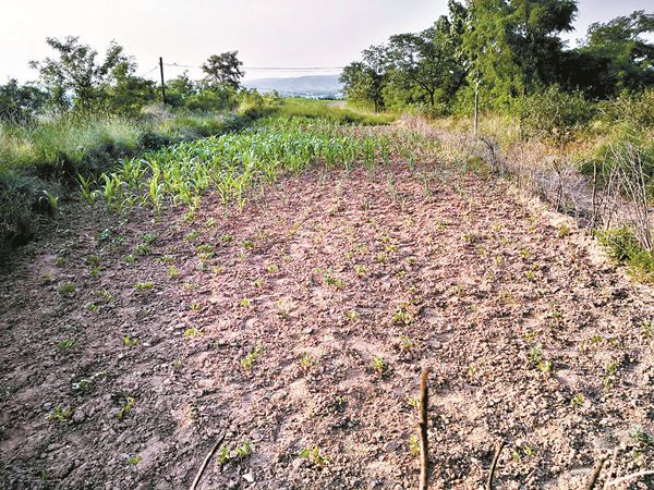 菜籽地自然村(雲南省蘭坪白族普米族自治縣通甸鎮下轄村)