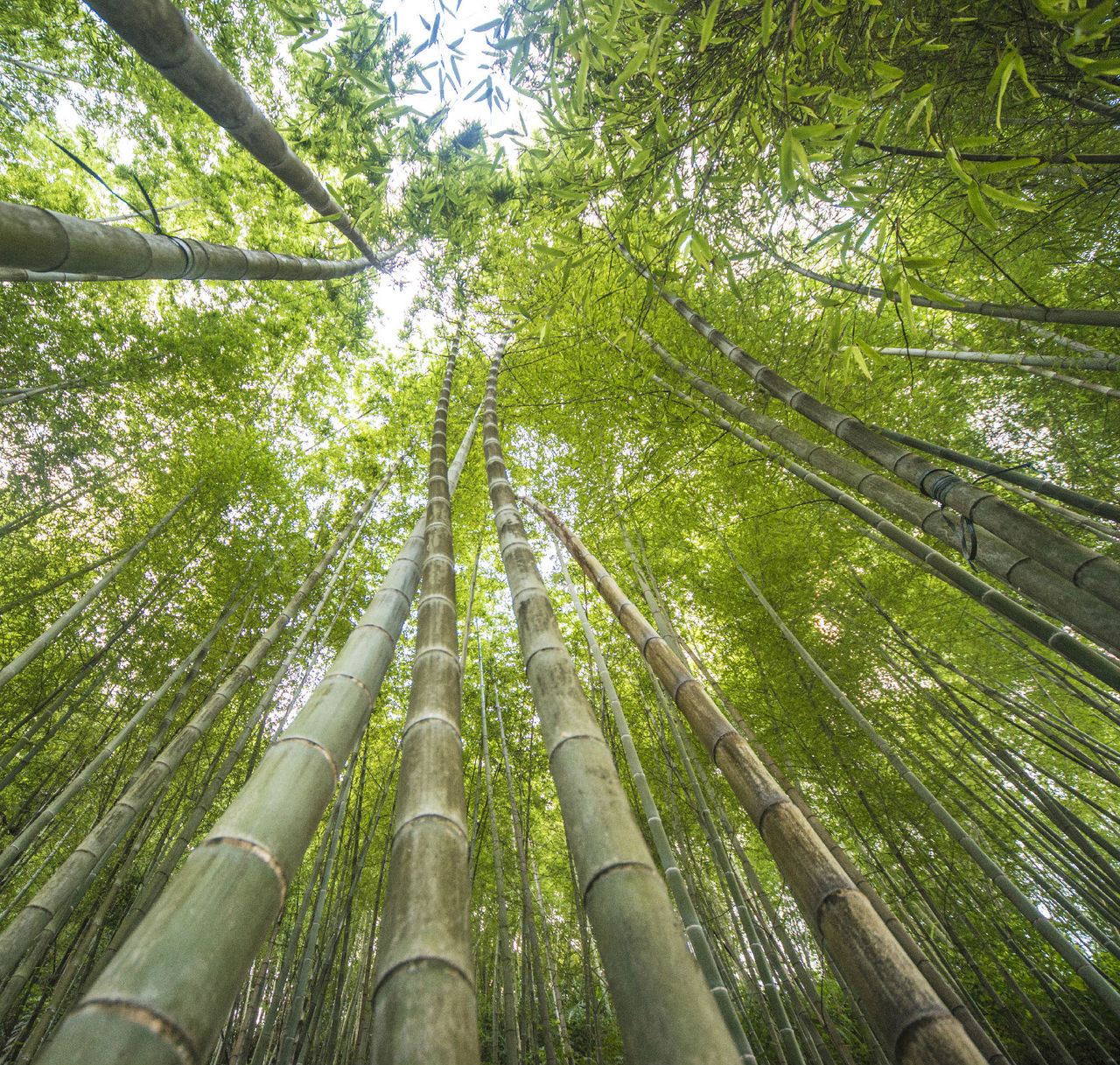 天子山瀑布群