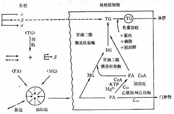 脂肪消化過程