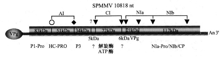 甘薯輕型斑駁病毒的基因組及其產物