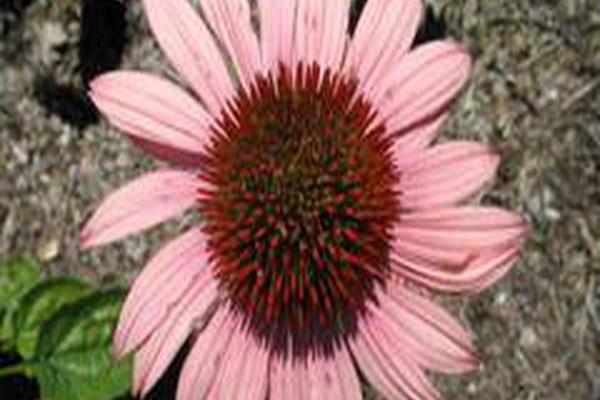 Echinacea \x27Katie Saul\x27 BIG SKY SUMMER SKY