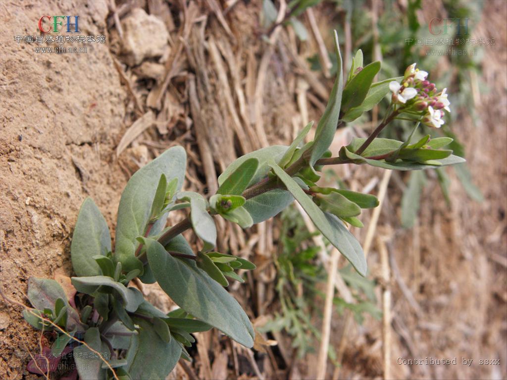 小鹽芥