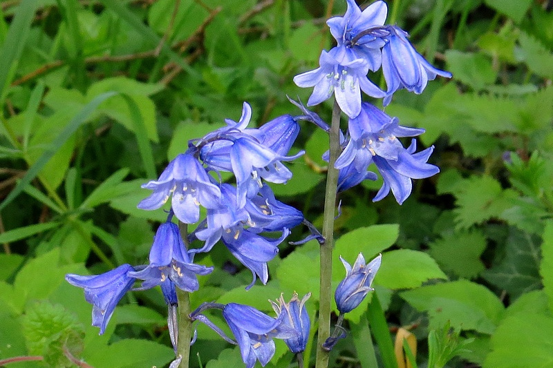 馬薩特藍鈴花