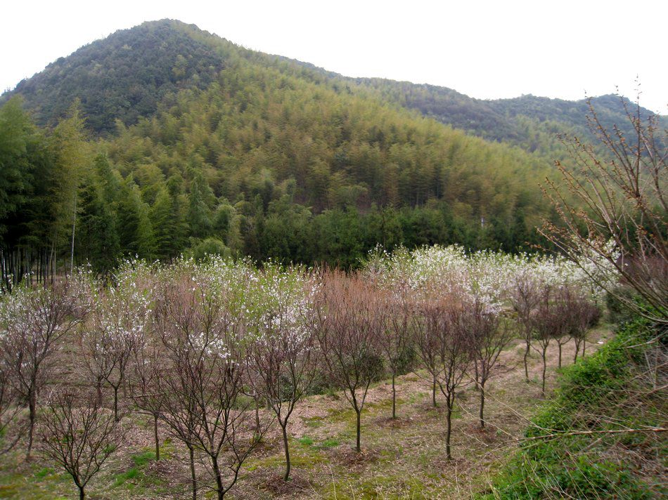 大峰嶺古道