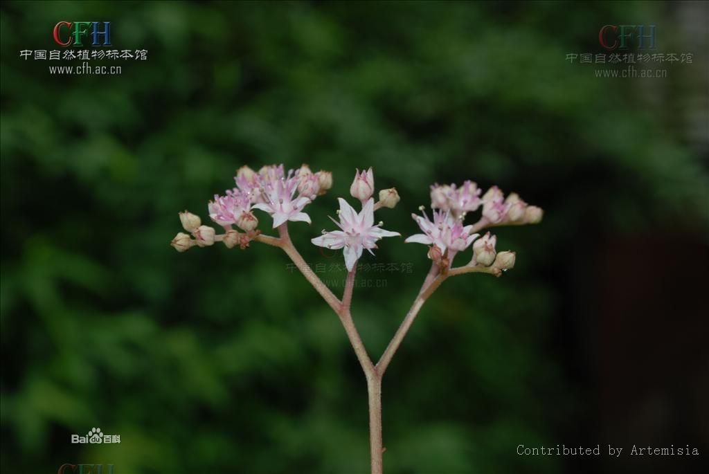 西南鬼燈檠