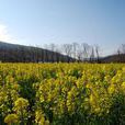 野生油菜花