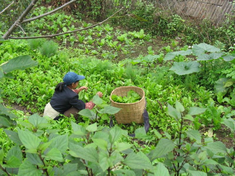 無公害蔬菜種植