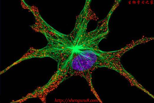 藍色為細胞核，綠色為微管