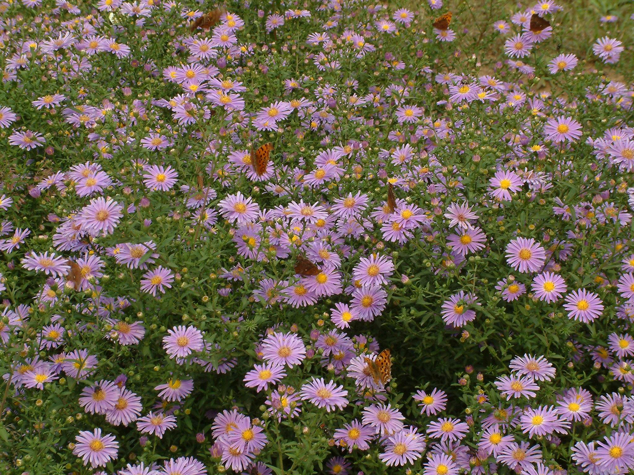 風毛菊屬