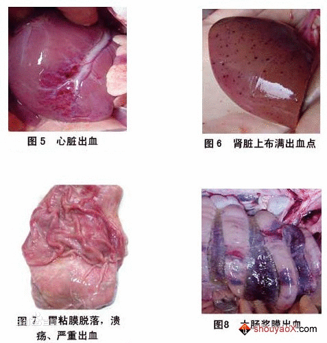 豬腦心肌炎病