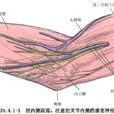 橈尺骨近端外旋截骨術