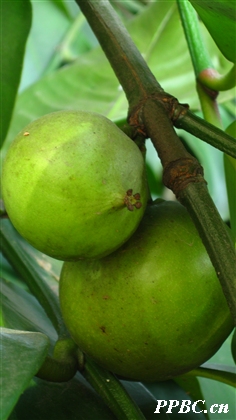 大葉藤黃 Garcinia xanthochymus