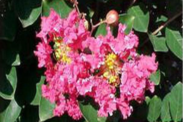 Lagerstroemia indica \x27Whit I\x27 RASPBERRY SUNDAE