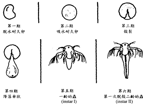 豐年蝦卵(豐年蟲卵)