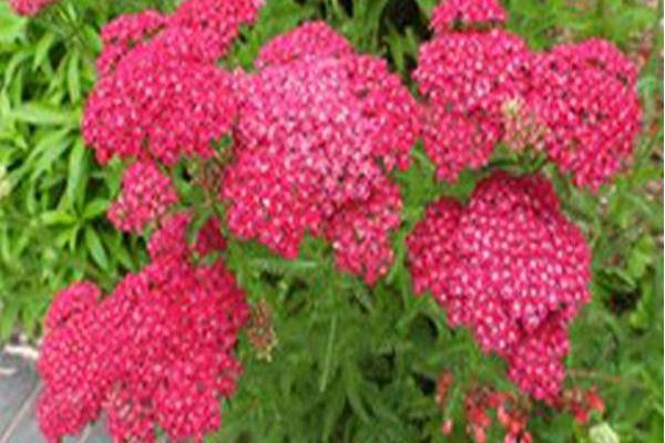 Achillea millefolium \x27Saucy Seduction\x27