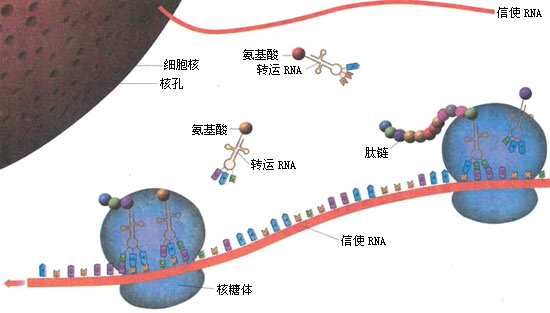 RNA轉錄2