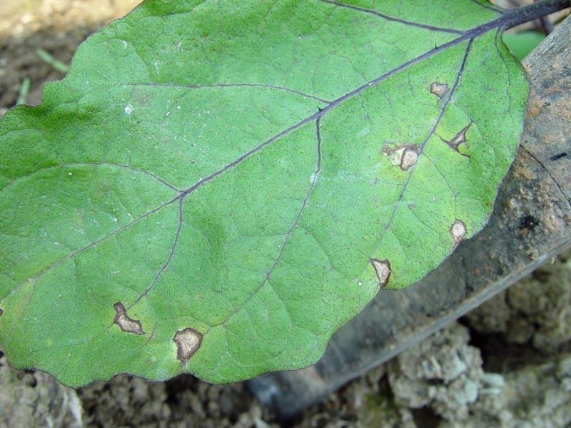 茄子棒孢葉斑病